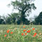 Suffolk poppies