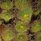 jewell anemone