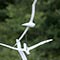 gulls by sculptures Terrence Coventry