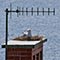seagull on the chimney