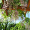 our wisteria