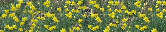 Cornwall Daffodils
